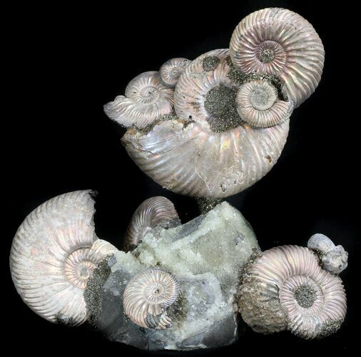 Stunning Fossil Ammonite Display With Pyrite #34582